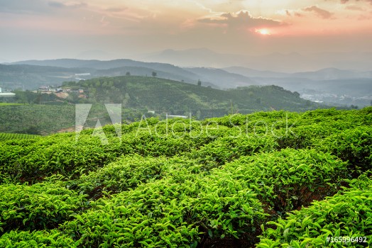 Picture of Scenic young bright green tea bushes and colorful sunset sky